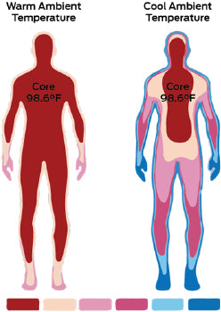 core body temperature thermoregulation