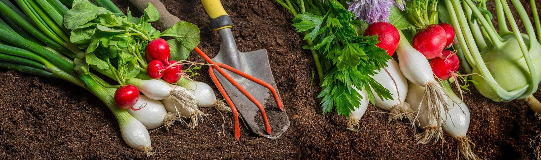 Vegetables and gardening tools