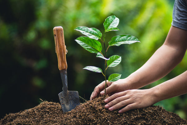 Hands planting a sapling