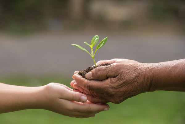 Hands holding a seedling