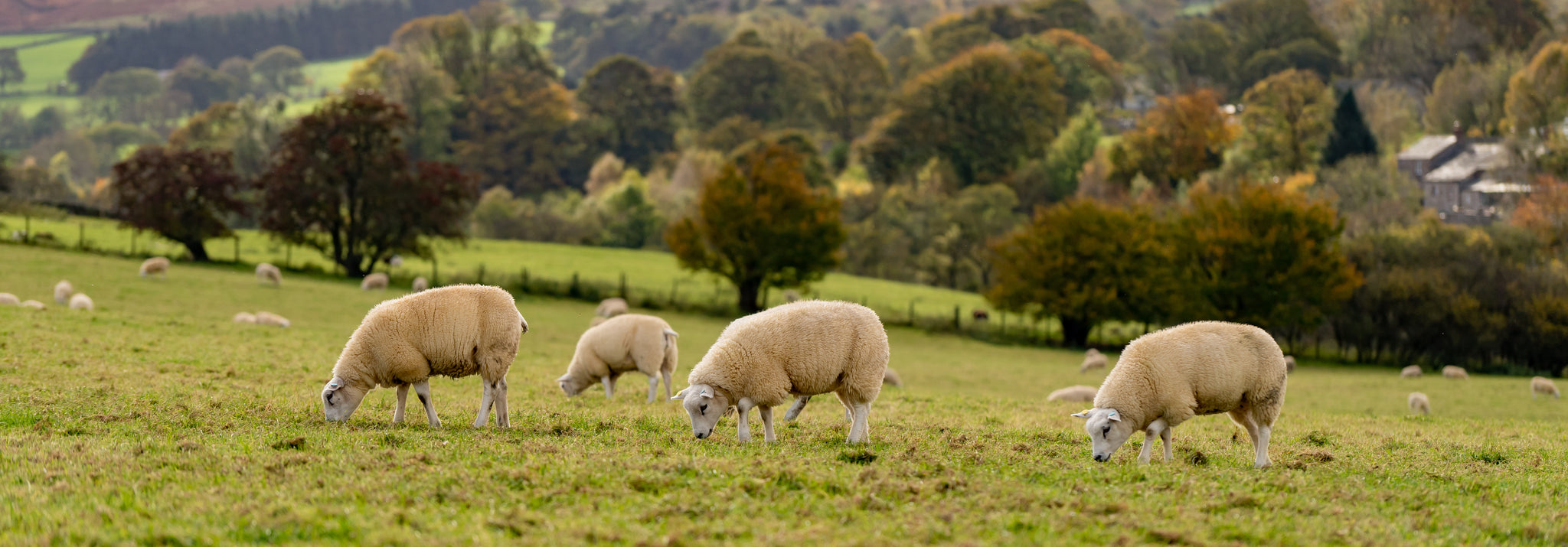 Sheep grazing on the countryside