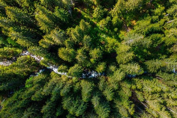 aerial shot of trees