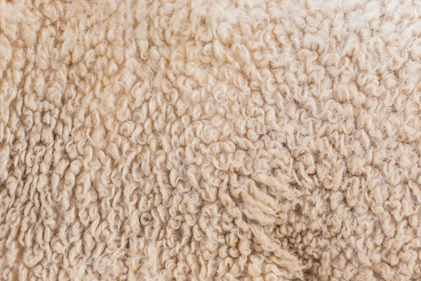 Texture of sheep's wool