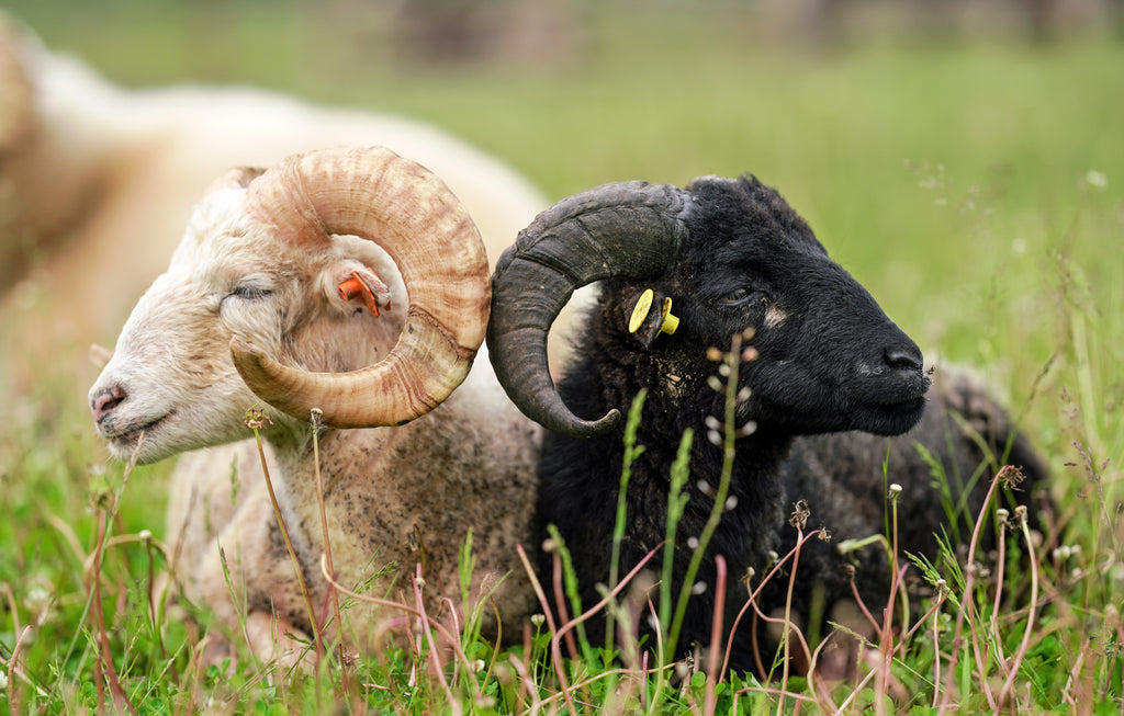 Two sheep, one white, one black, laying beside each other