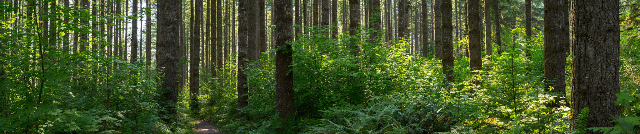 tree planting forest