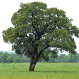 Shea Tree