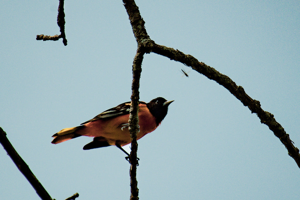 Birding in Michigan