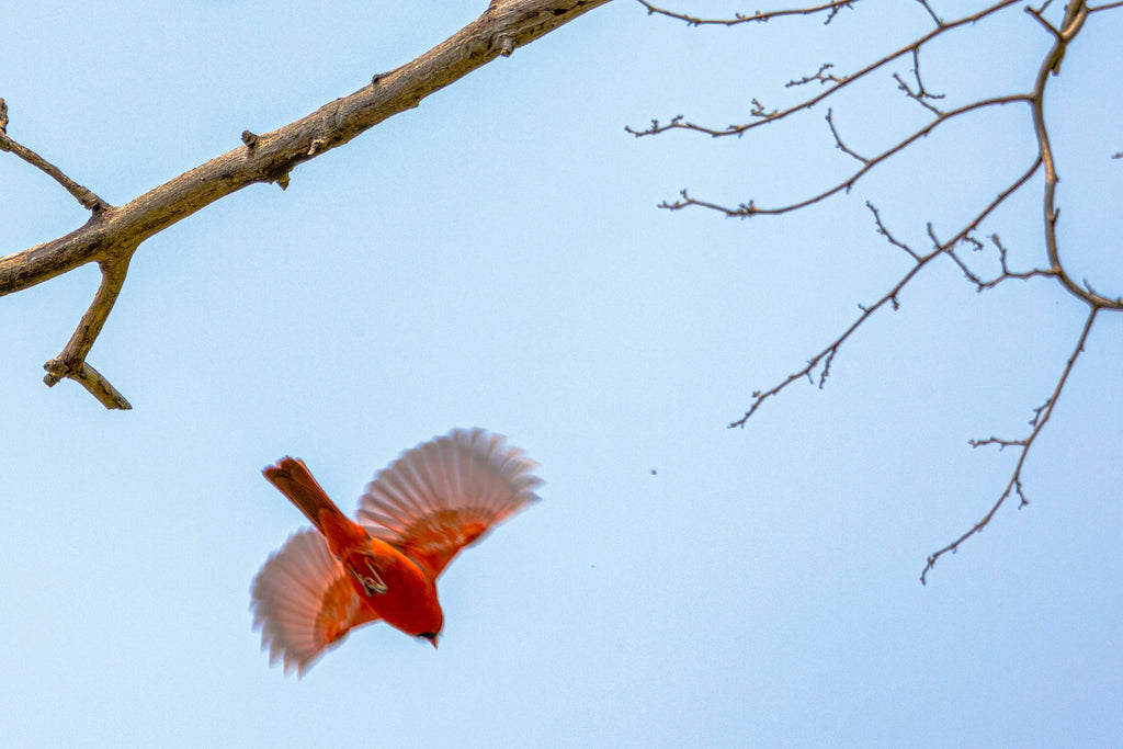 Bay City State Park Birding