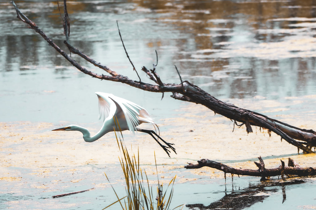 Birding in Michigan