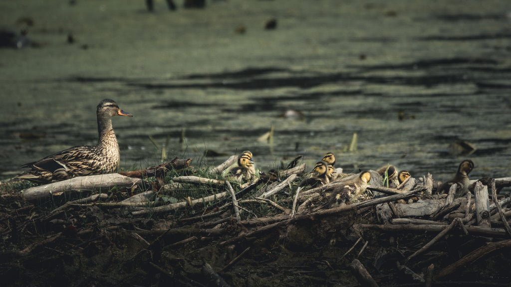 baby ducks with mama