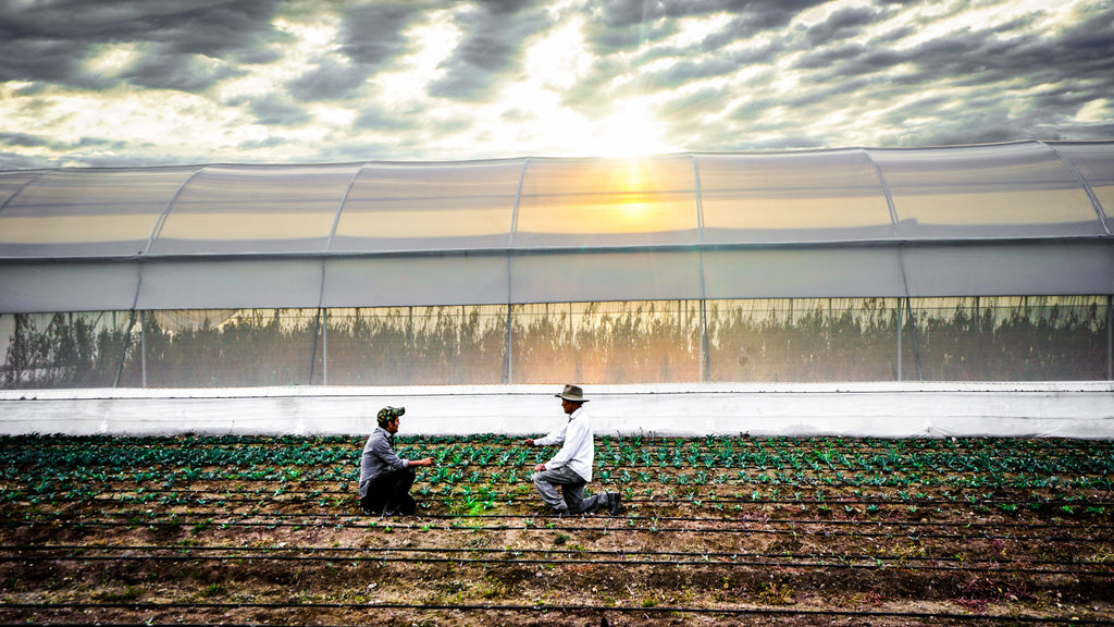 Sustainable Mezcal and Tequila