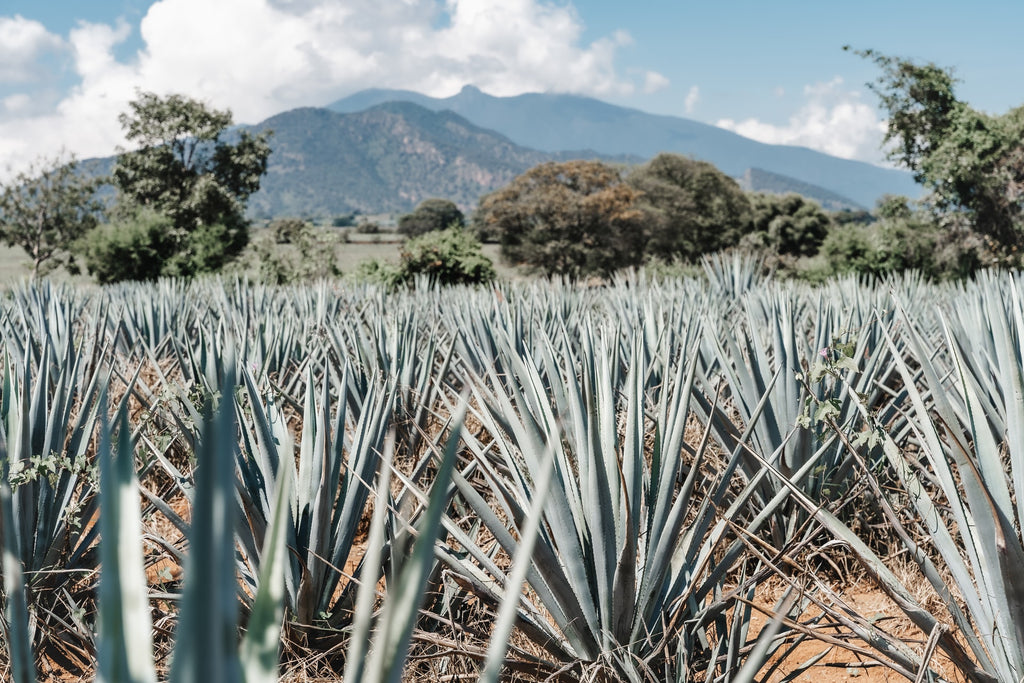 Agave for making tequila and mezcal