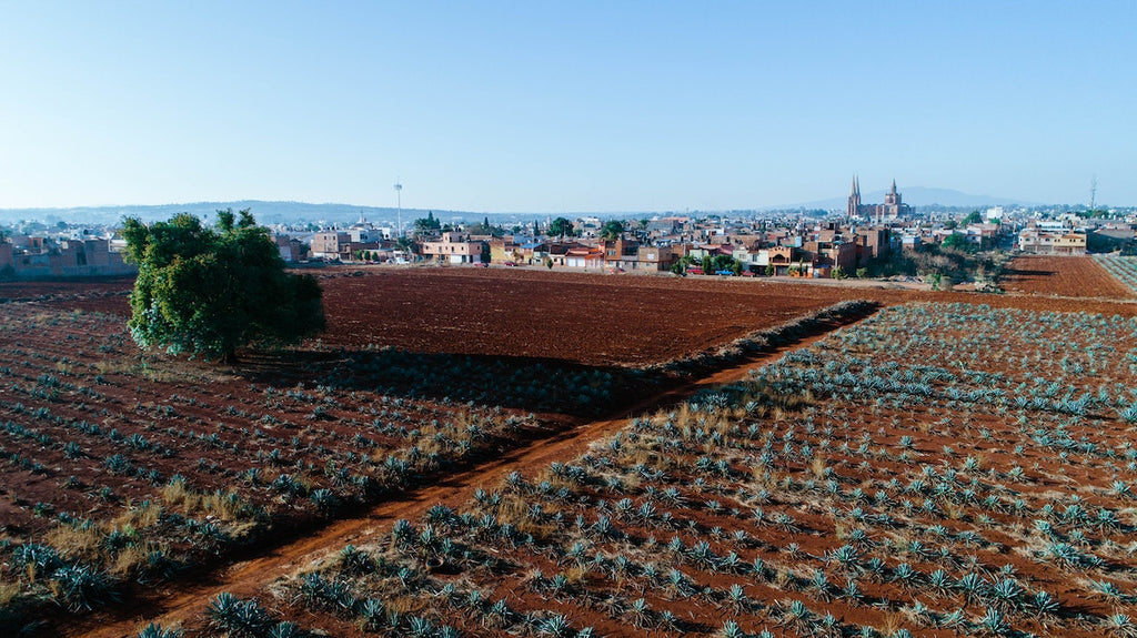 Agave field