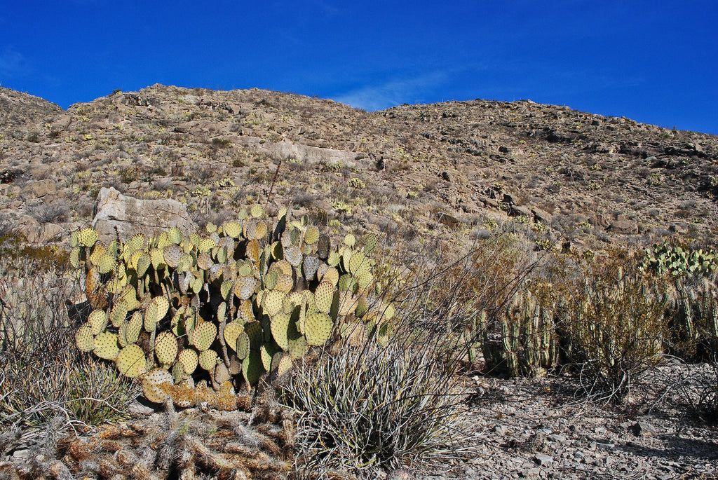 edible cactus