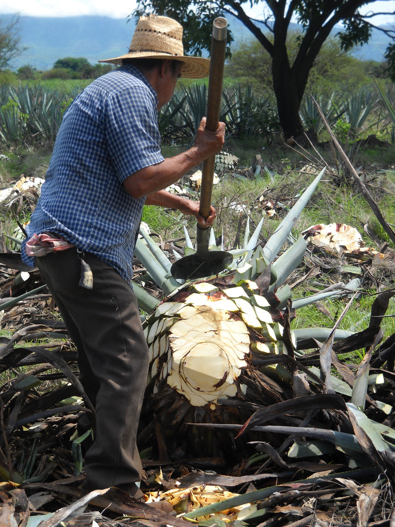 Harvesting agave to produce sustainable mezcal and tequila