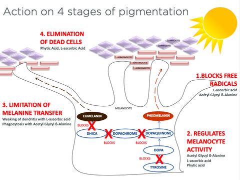 Actions on 4 stages of pigmentation