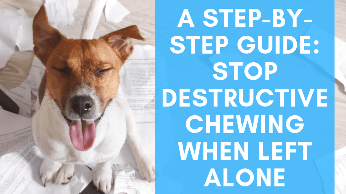 Guide: How to Stop Your Dog’s Destructive Chewing When Left Alone?