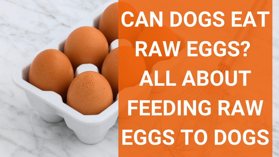 can dogs get salmonella from eating raw eggs