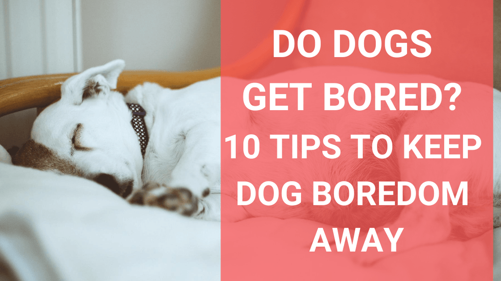 do dogs really get bored