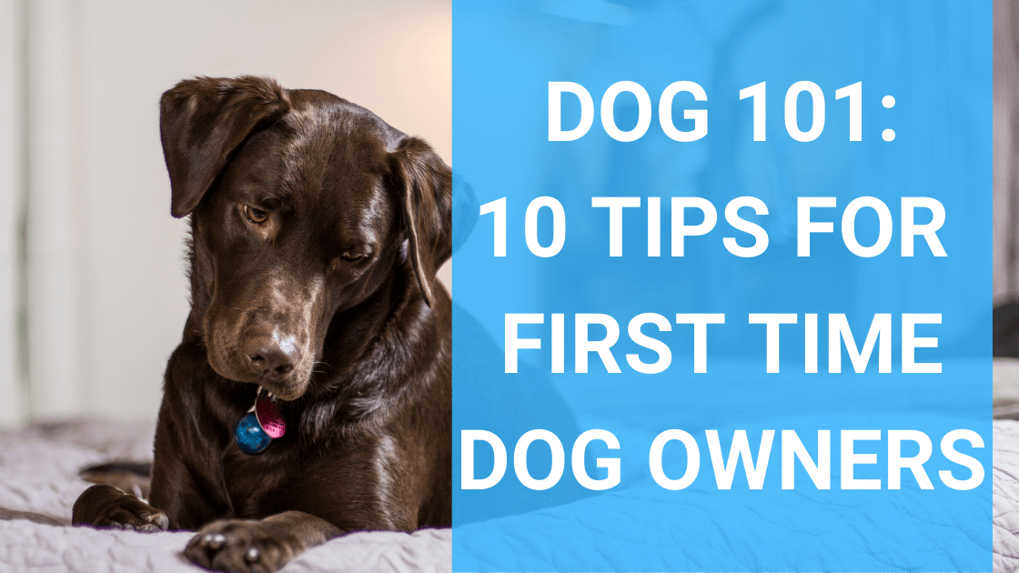 Dog 101: 9 Tips for First Time Dog Owners