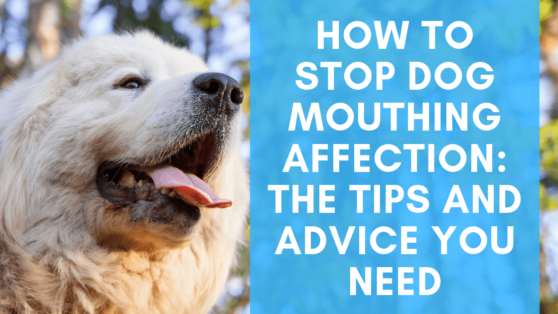 what does it mean when a dog mouths you