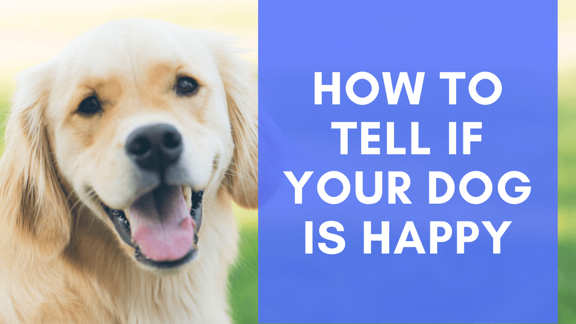 how can you tell if your dog is happy