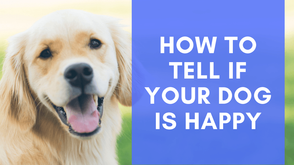 how do you know if your dog is happy