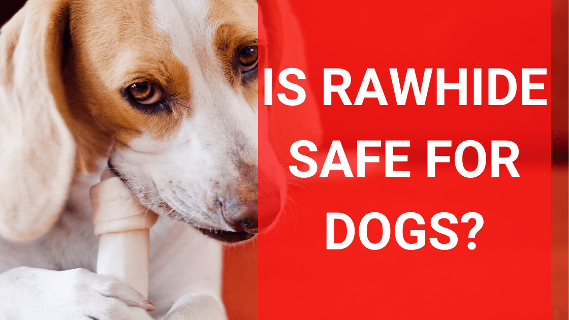 are rawhide chew toys safe for dogs