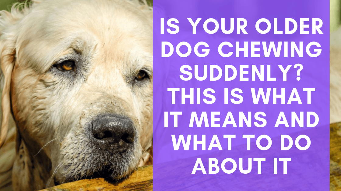 what does chewing do for dogs