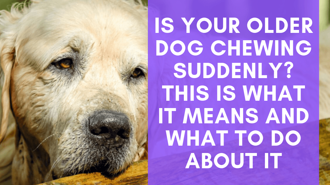 why do dogs chew on their beds