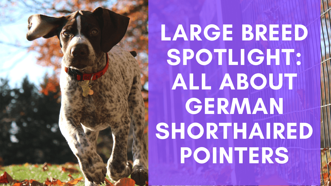 is german shorthaired pointer large breed