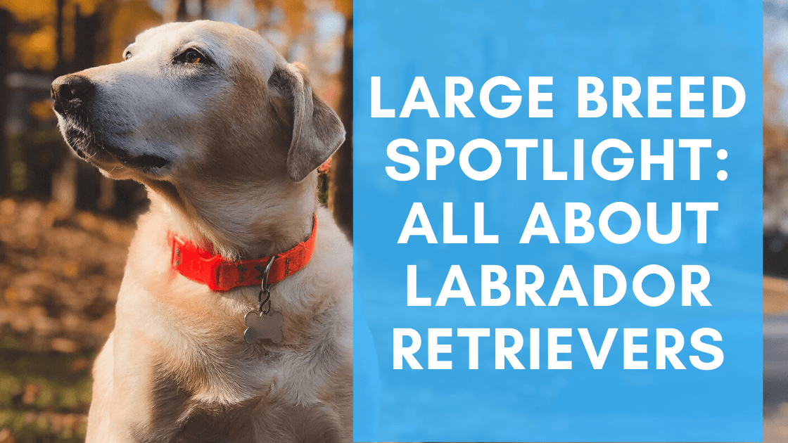 are labrador retriever getting larger