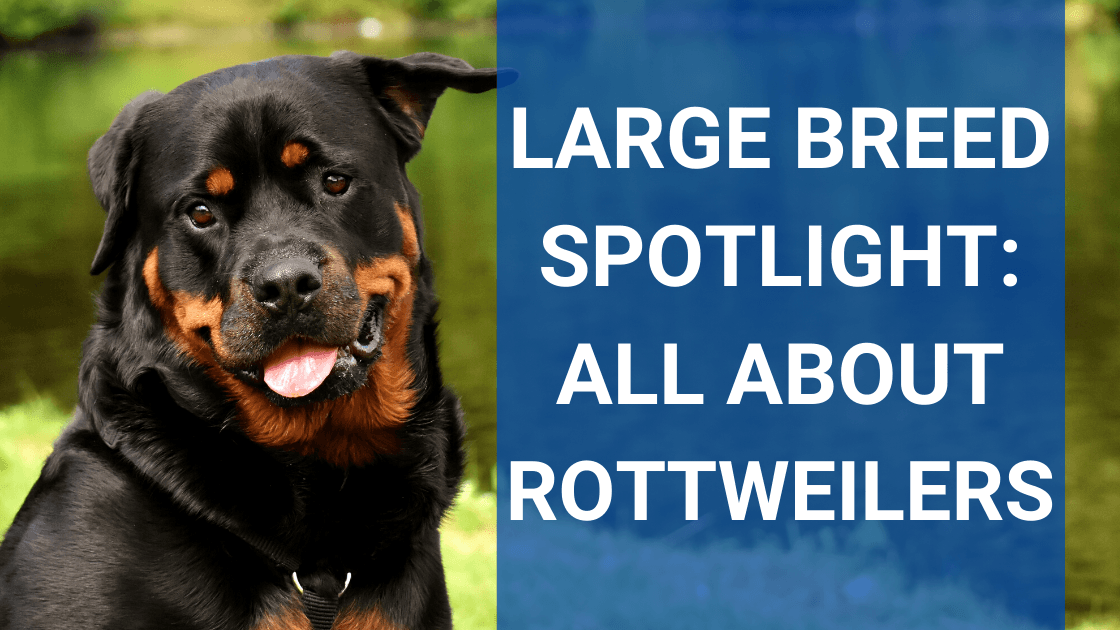 are rottweilers destructive chewers