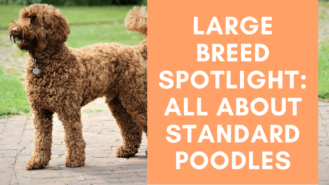 are standard poodles good dogs