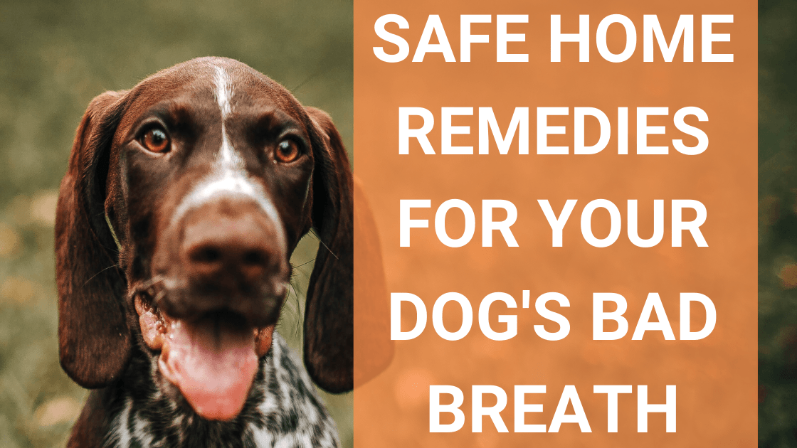 dog bad breath remedy yogurt