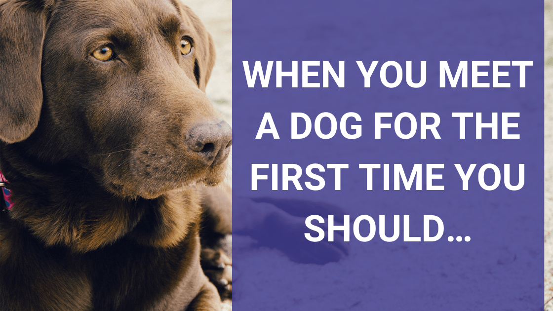 what to do when you get your first dog