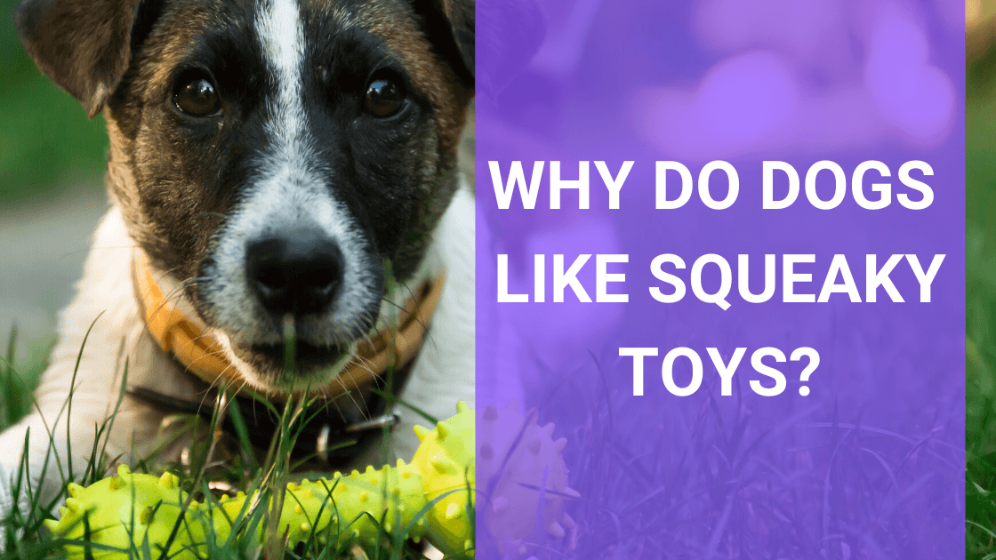 why are dogs obsessed with squeaky toys