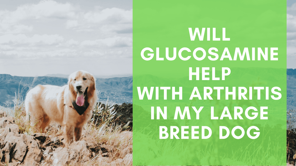 do large breed puppies need glucosamine