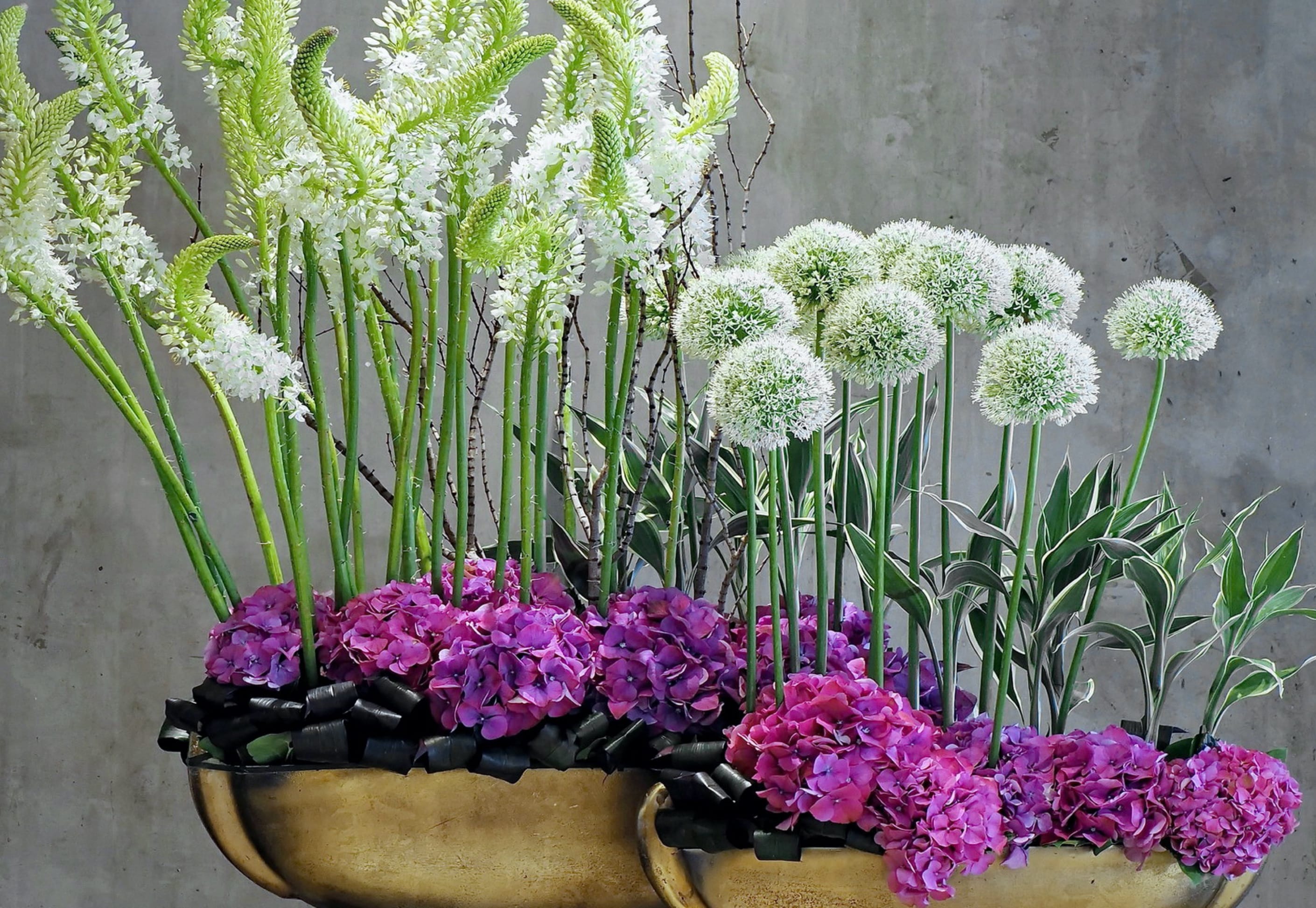 Vancouver Planter Arrangements | Buy Succulents & Air Plants Online ...