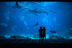 Visit the Georgia Aquarium during March Madness 