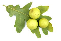 oak galls for natural dyeing
