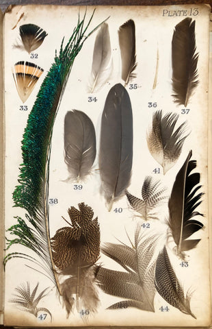 Bird feathers used in the identification of species for fly fishing artificial flies