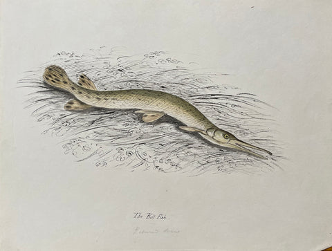 William Pope (British/Canadian, 1811-1902), The Bill Fish