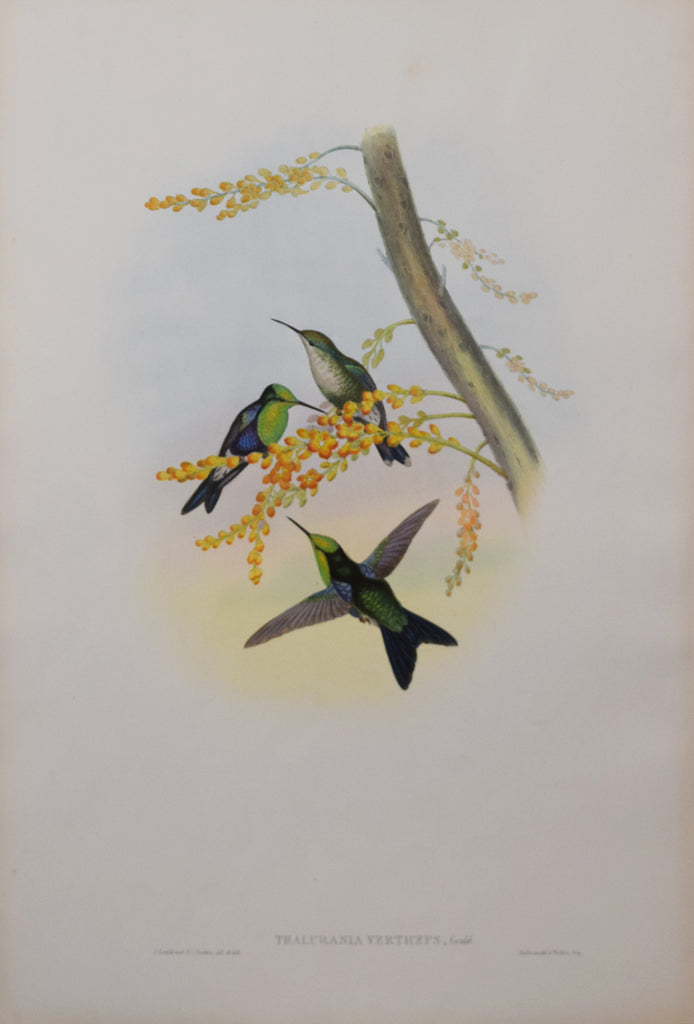 John Gould (1804-1881), Thalurania Verticeps – Arader Galleries