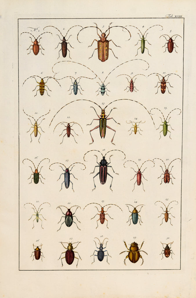 Albertus Seba (1665-1736) Tab XCIII [Insects] – Arader Galleries