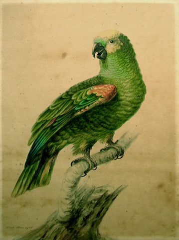 Sarah Stone (British, 1760 - 1844), Green Parrot