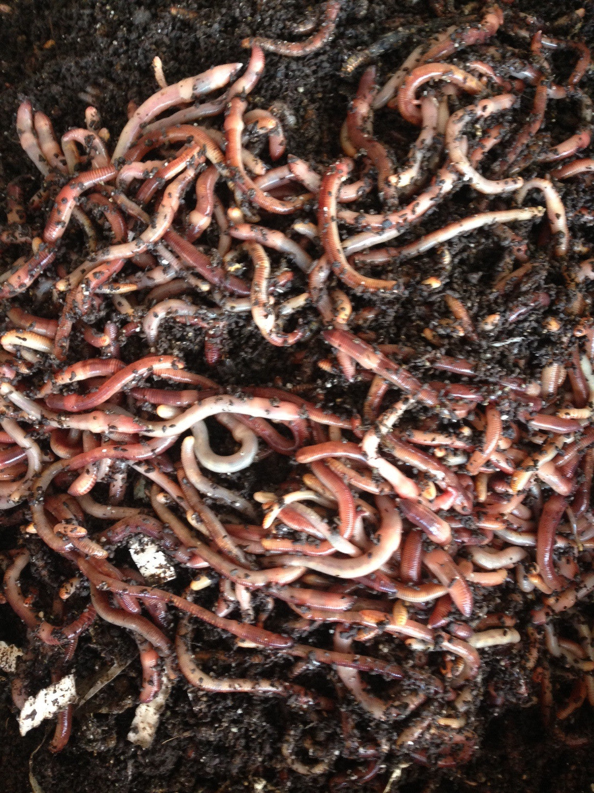 European Nightcrawlers Composting and Fishing Worms 5 Lb Pack 