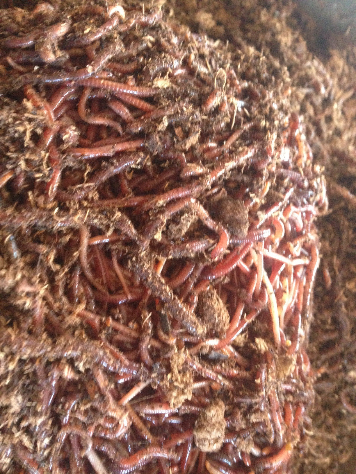 Red Wiggler Worms For Sale