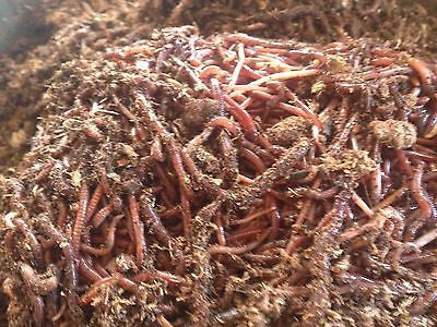 download red wiggler worms for sale