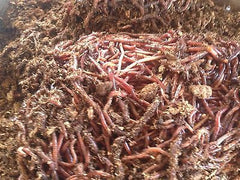 download red wiggler worms for sale